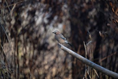 ortak thatch, spaeuroeuropaea