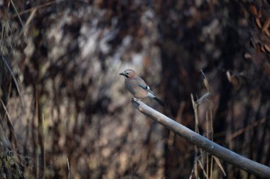 ortak thatch, spaeuroeuropaea