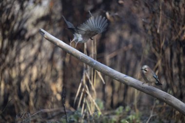 ortak thatch, spaeuroeuropaea