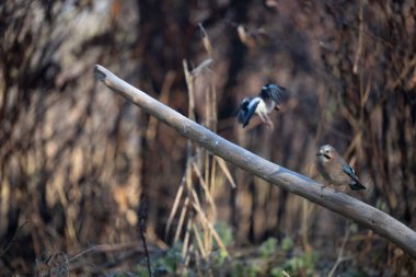 ortak thatch, spaeuroeuropaea
