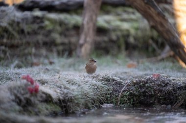 ortak thatch, spaeuroeuropaea