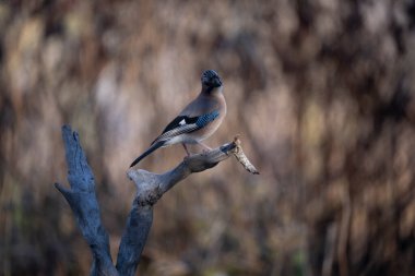 ortak thatch, spaeuroeuropaea