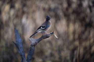 ortak thatch, spaeuroeuropaea
