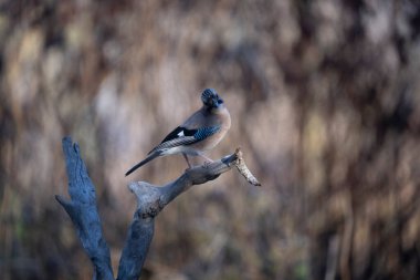 ortak thatch, spaeuroeuropaea