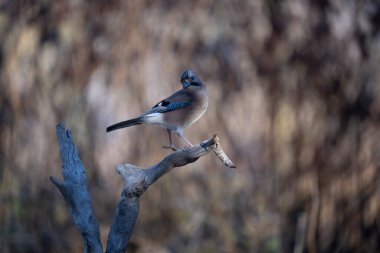 ortak thatch, spaeuroeuropaea