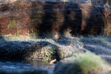 ortak thatch, spaeuroeuropaea