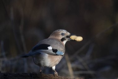 ortak thatch, spaeuroeuropaea