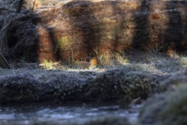 ortak thatch, spaeuroeuropaea