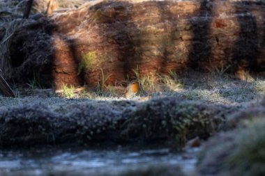 ortak thatch, spaeuroeuropaea