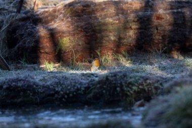 ortak thatch, spaeuroeuropaea