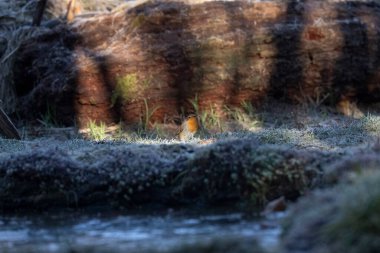 ortak thatch, spaeuroeuropaea