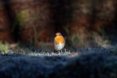 ortak thatch, spaeuroeuropaea