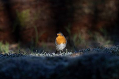 ortak thatch, spaeuroeuropaea