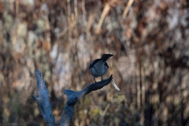 ortak thatch, spaeuroeuropaea