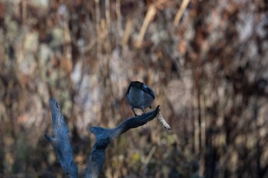 ortak thatch, spaeuroeuropaea