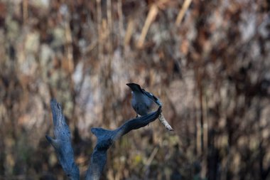 ortak thatch, spaeuroeuropaea