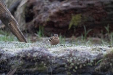 Ormandaki küçük kuş (parucula)