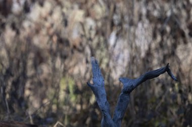 kartal (buteo buteo) in capanno di osservazione