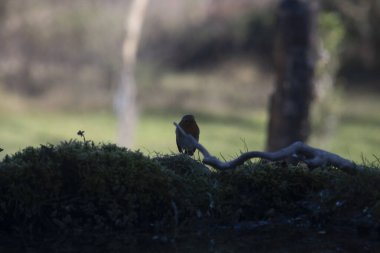 kartal (buteo buteo) in capanno di osservazione