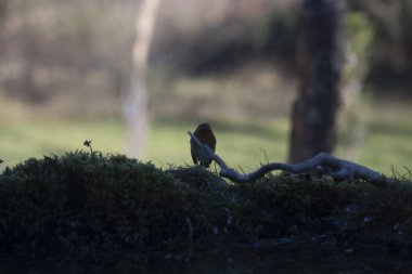 kartal (buteo buteo) in capanno di osservazione