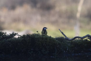 kartal (buteo buteo) in capanno di osservazione
