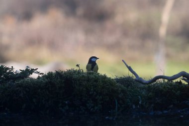 kartal (buteo buteo) in capanno di osservazione