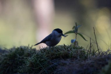 ormanda büyük baştankara