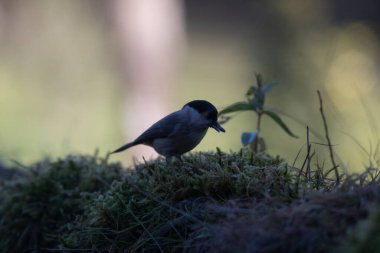 common tit in the woods