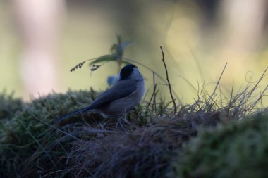 the great tit ( parus major ) on the tree branch in the forest