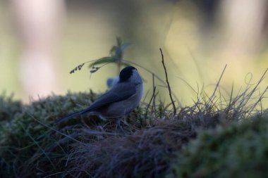 great tit in the forest at sunset time