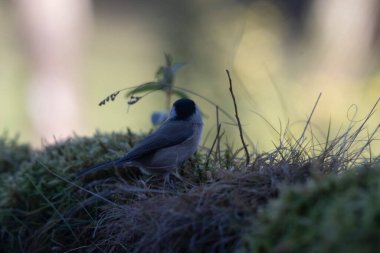 Ormandaki ağaç dalında oturan küçük siyah bir kuş..
