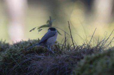 Ormanda Avrasyalı Jay (ggarius landarius).