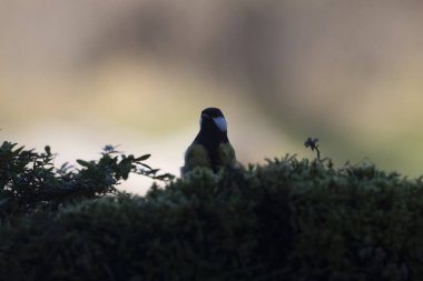 Siyah başlı penguen (cordycephalus phalax) uçuşta, İzlanda