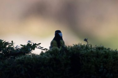 Ormanda yaygın Robin (erithacus rubecula).