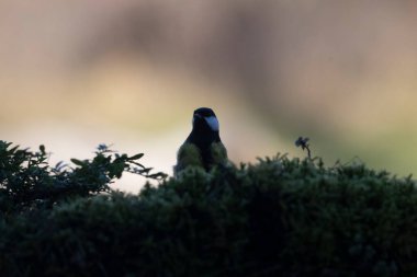 Doğada yaygın sığırcık