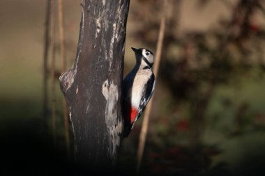 ağaçkakan (dendropos picto), siyah - benekli erkek (cocopos )