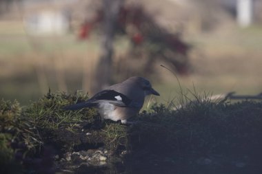 Gri güvercin ormandaki çitin üstünde