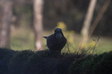 Kara kuş (bububuus ruvus), Avrasya kartalı (bubububuus bubo) olarak da bilinir.