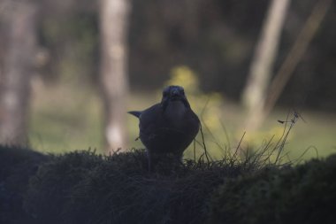 Ormandaki siyah karga