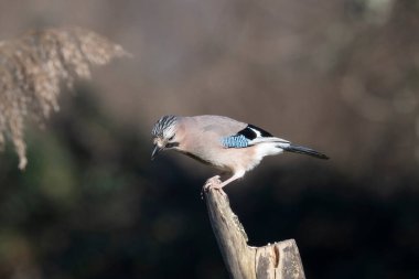 Avrasya alakargası (garglus glandarius )