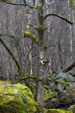 Dağlarda güzel bir orman