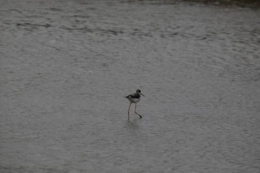 Suda pembe flamingolar