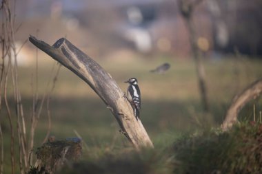 ucelli in volo in un capanno osservazione