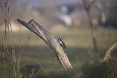 ucelli in volo in un capanno osservazione