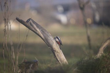 ucelli in volo in un capanno osservazione