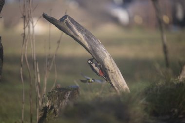 ucelli in volo in un capanno osservazione