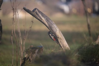 ucelli in volo in un capanno osservazione