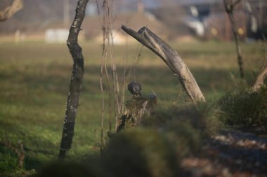 ucelli in volo in un capanno osservazione