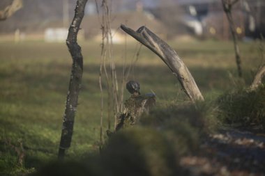 ucelli in volo in un capanno osservazione