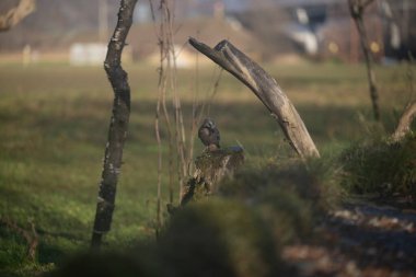 ucelli in volo in un capanno osservazione